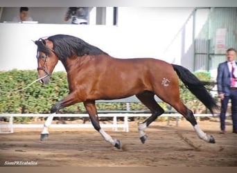 PRE Mix, Giumenta, 8 Anni, 165 cm, Morello