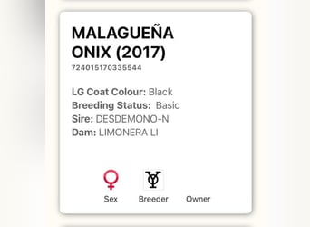 PRE Mix, Giumenta, 8 Anni, 165 cm, Morello