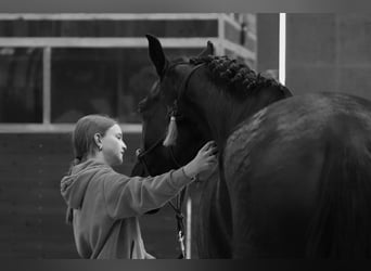 PRE Mix, Giumenta, 8 Anni, 165 cm, Morello