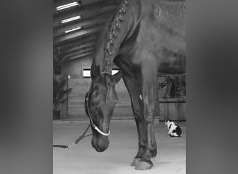 PRE Mix, Giumenta, 8 Anni, 165 cm, Morello