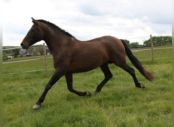 PRE Mix, Giumenta, 8 Anni, 166 cm, Pearl