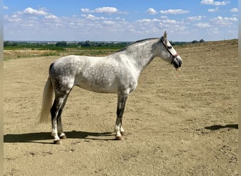 PRE Mix, Giumenta, 8 Anni, 167 cm, Grigio