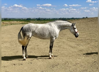 PRE Mix, Giumenta, 8 Anni, 167 cm, Grigio