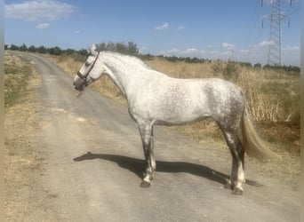 PRE Mix, Giumenta, 8 Anni, 167 cm, Grigio