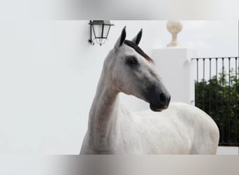 PRE Mix, Giumenta, 8 Anni, 167 cm, Grigio