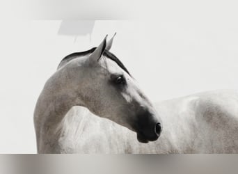 PRE Mix, Giumenta, 8 Anni, 167 cm, Grigio
