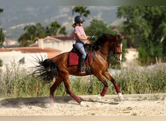 PRE Mix, Giumenta, 8 Anni, 168 cm, Baio