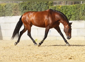 PRE, Giumenta, 8 Anni, 168 cm, Baio