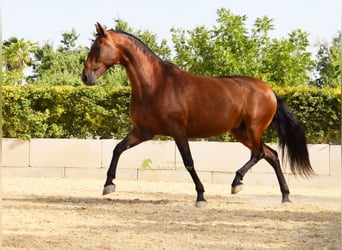 PRE, Giumenta, 8 Anni, 168 cm, Baio