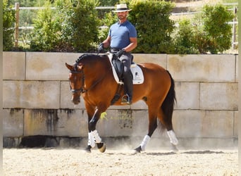 PRE, Giumenta, 8 Anni, 168 cm, Baio