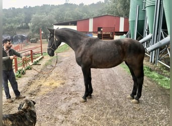 PRE, Giumenta, 8 Anni, 170 cm, Morello