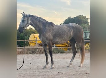 PRE Mix, Giumenta, 8 Anni, 172 cm, Grigio
