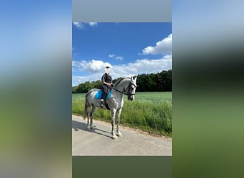 PRE, Giumenta, 8 Anni, 172 cm, Grigio pezzato