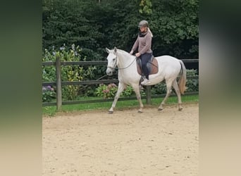 PRE Mix, Giumenta, 9 Anni, 157 cm, Grigio