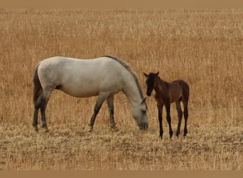 PRE Mix, Giumenta, 9 Anni, 157 cm, Grigio