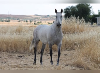 PRE Mix, Giumenta, 9 Anni, 157 cm, Grigio