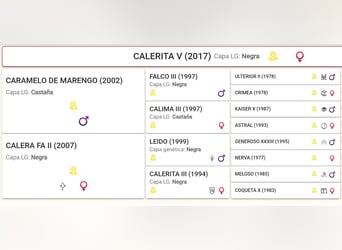 PRE Mix, Giumenta, 9 Anni, 158 cm, Morello