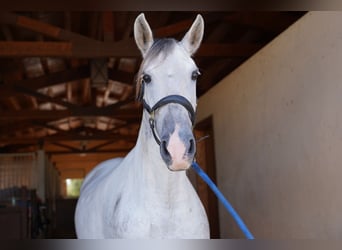 PRE, Giumenta, 9 Anni, 165 cm, Grigio