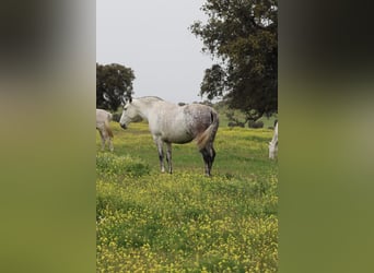 PRE, Giumenta, 9 Anni, 168 cm, Grigio pezzato