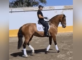 PRE Mix, Giumenta, 9 Anni, 170 cm, Baio ciliegia