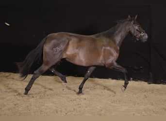 PRE Mix, Giumenta, 9 Anni, 176 cm, Morello