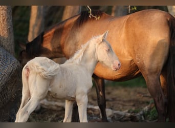 PRE, Giumenta, , 135 cm, Cremello