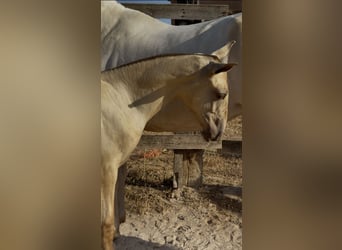 PRE, Giumenta, Puledri (03/2026), 140 cm, Grigio