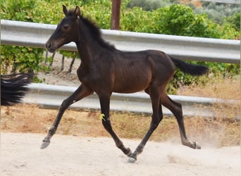PRE, Giumenta, Puledri (04/2026), 158 cm, Morello