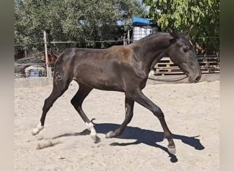 PRE Mix, Giumenta, Puledri (01/2025), 160 cm, Morello