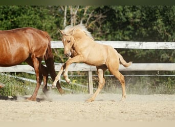 PRE, Giumenta, Puledri (04/2026), 160 cm, Palomino