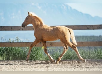 PRE, Giumenta, Puledri (04/2026), 160 cm, Palomino