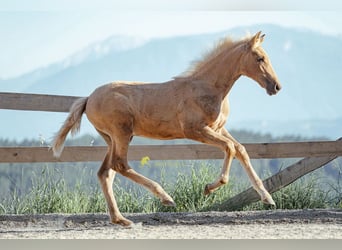 PRE, Giumenta, Puledri (04/2026), 160 cm, Palomino