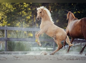 PRE, Giumenta, Puledri (04/2026), 160 cm, Palomino