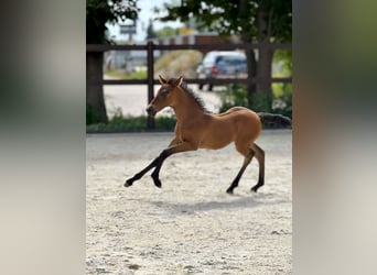 PRE, Giumenta, Puledri (06/2025), 160 cm, Pearl