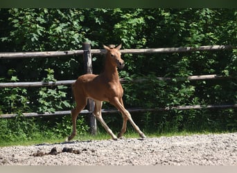 PRE, Giumenta, Puledri (04/2026), 160 cm, Pelle di daino