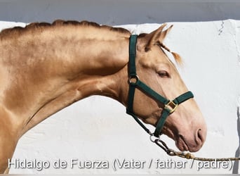 PRE, Giumenta, , 163 cm, Baio