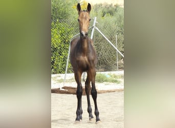 PRE, Giumenta, Puledri (05/2026), 165 cm, Pelle di daino