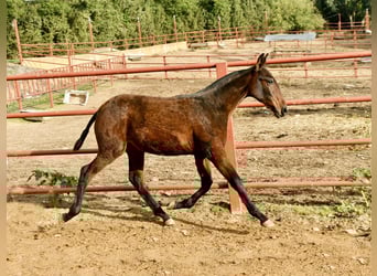 PRE, Giumenta, Puledri (08/2025), 166 cm, Baio