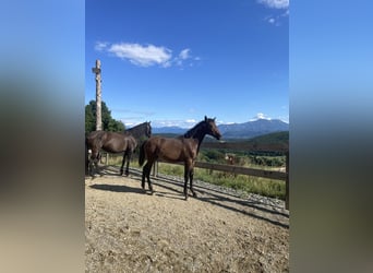 PRE, Giumenta, Puledri (01/2025), Baio