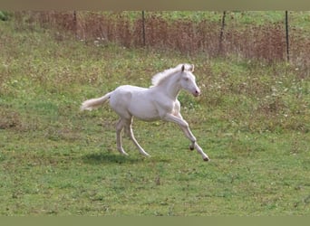 PRE, Giumenta, Puledri (06/2026), Cremello