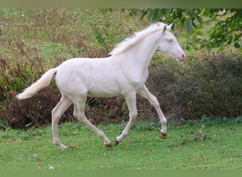 PRE, Giumenta, Puledri (06/2026), Cremello