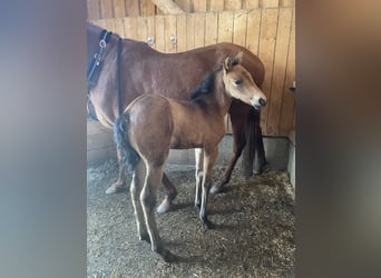 PRE, Giumenta, , Falbo