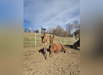 PRE, Giumenta, , Falbo