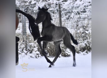 PRE, Giumenta, Puledri (01/2026), Morello