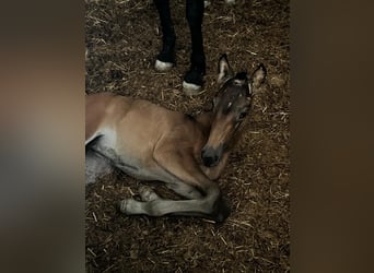 PRE, Giumenta, Puledri (06/2026), Pelle di daino