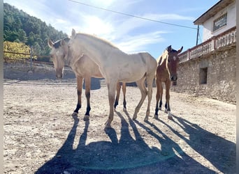 PRE, Giumenta, Puledri
 (04/2023), Perlino