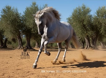 PRE Mix, Hengst, 10 Jaar, 158 cm, Schimmel