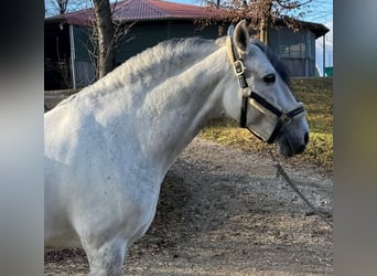 PRE Mix, Hengst, 10 Jaar, 161 cm, Appelschimmel