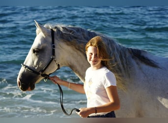 PRE, Hengst, 10 Jaar, 163 cm, Schimmel