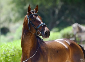 PRE Mix, Hengst, 10 Jaar, 165 cm, Bruin